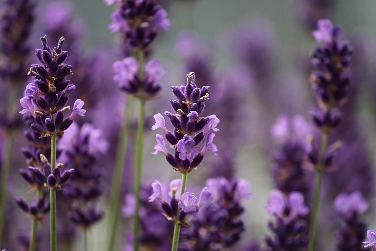 lavenders, flowers, purple flowers