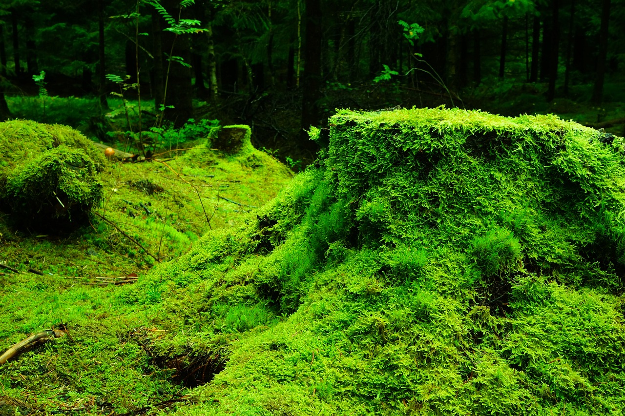 moss, forest, vegetation