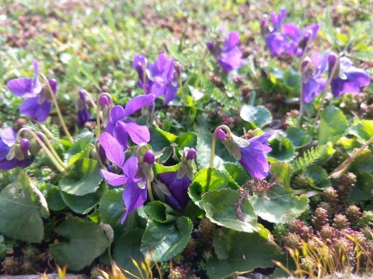 Veilchen – Viola odorata