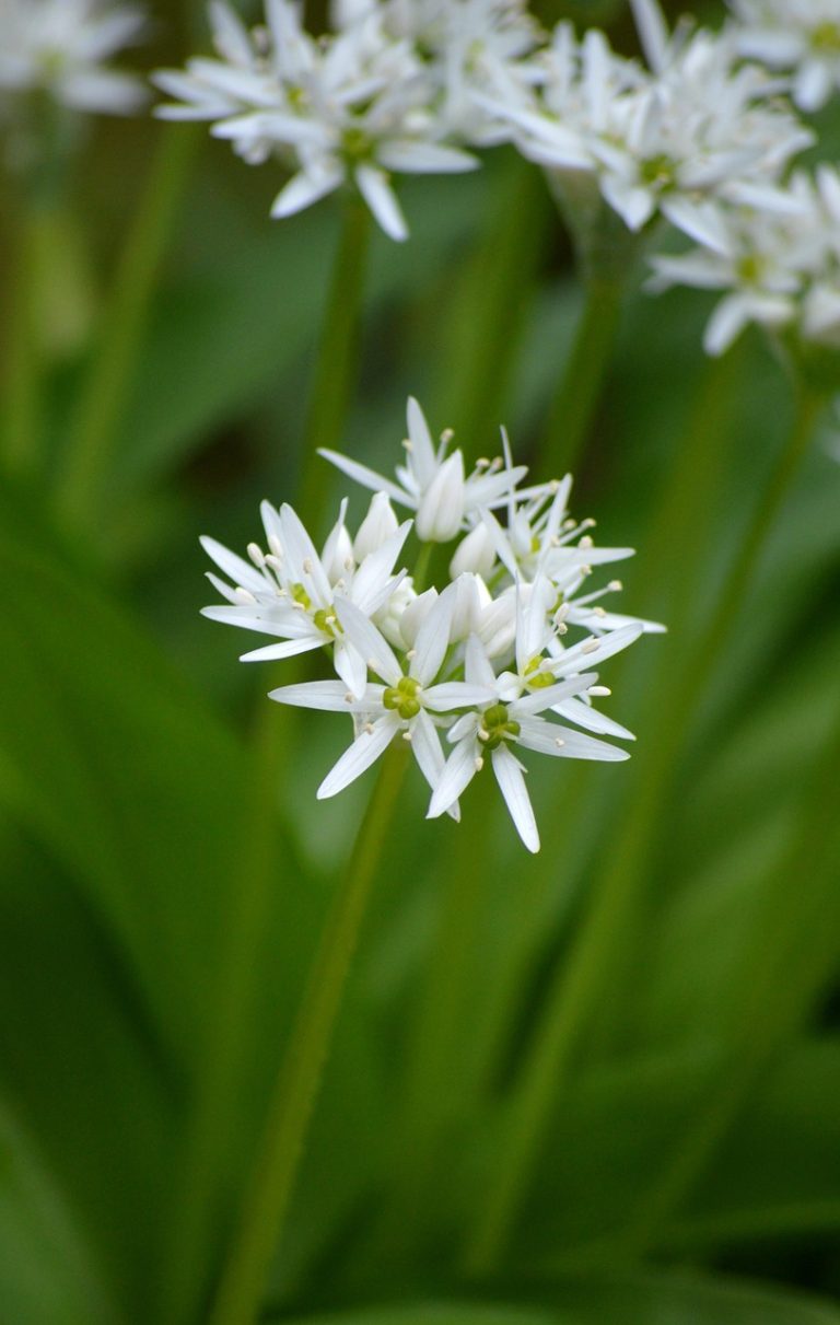 schattenpflanze, nature, bärlauch, bärlauchblüte, blüten, wildgemüse, gesund, frühling, natur, pflanze, wald, pflanzenart, knoblauchart, bärenlauch, knoblauchspinat, wilder knoblauch, waldknoblauch, hundsknoblauch