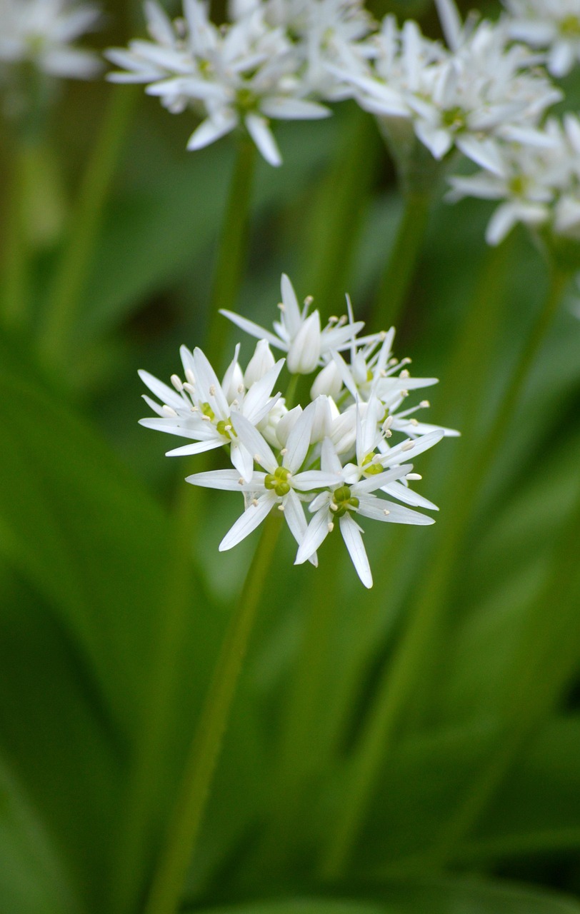 schattenpflanze, nature, bärlauch, bärlauchblüte, blüten, wildgemüse, gesund, frühling, natur, pflanze, wald, pflanzenart, knoblauchart, bärenlauch, knoblauchspinat, wilder knoblauch, waldknoblauch, hundsknoblauch