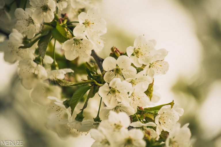 Online- und Präsenzkurse 2026