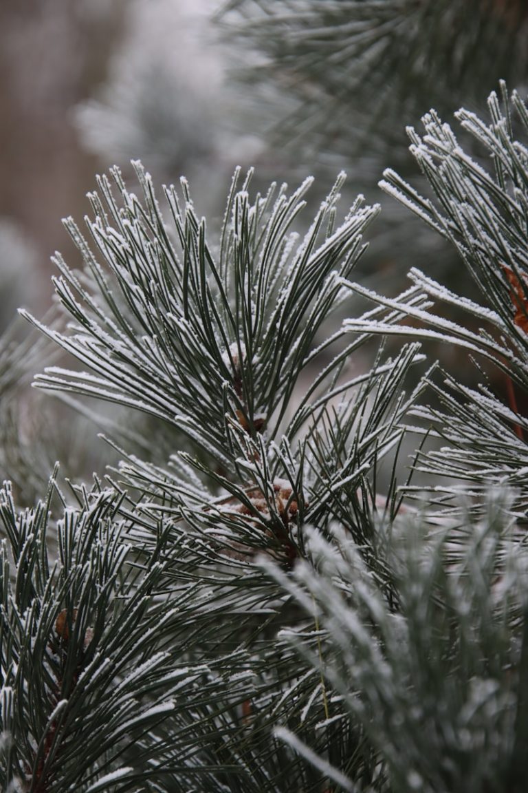 A close up of a pine tree with ice on it