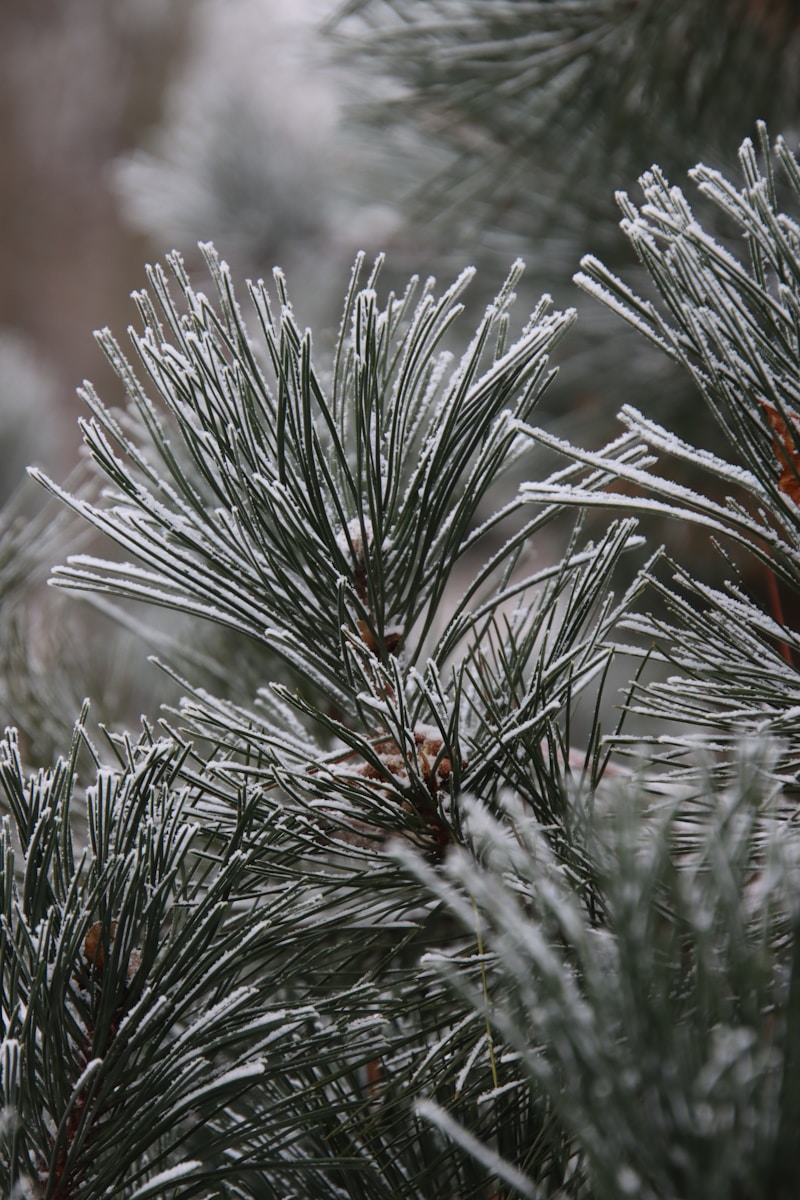 A close up of a pine tree with ice on it